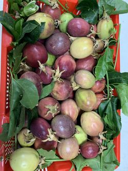 Passionfruit Organic New Season $15