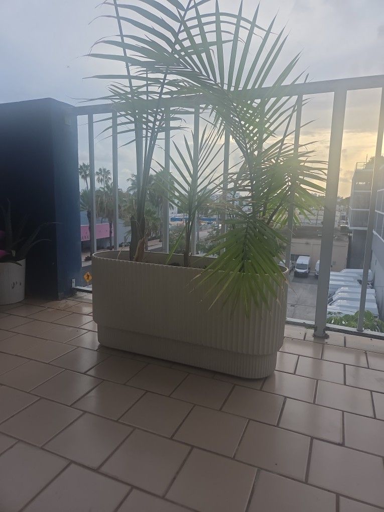 Plante 3 🌴 Palmas