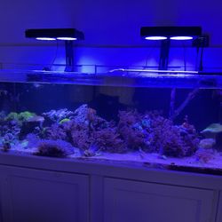 Acrylic 60 Gallon Fish Tank