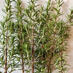 Organically Grown Fresh Long Thick Stem Rosemary Sprigs, About 6 Fresh Sprigs 