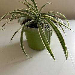Spider Plant. 