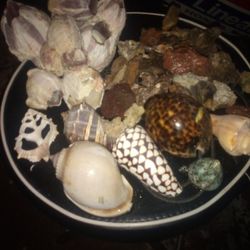 Real Corals & SHELLS