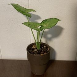 Arrowhead Syngonium, "Berry Allusion", Well Rooted Cutting, Live Houseplant