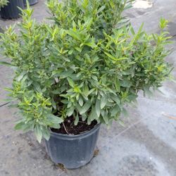 Fresh Tarragon Plants – 3 Gallons for $10