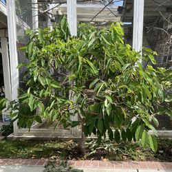 Cherimoya Tree