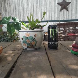 Christmas  Cactus  In Ceramic Pot 