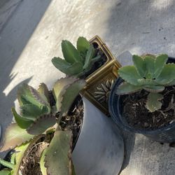 Kalanchoe Plants (mother Of Thousands)