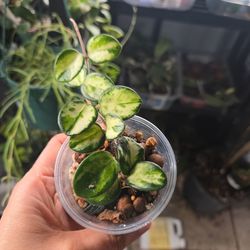 2 nodes rooted with new grow  hoya Mathilde vargiated