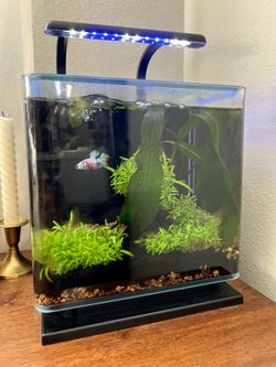 3 Gallon Aquarium