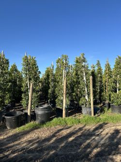Ficus 25 Gallons