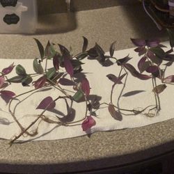 Tradescantia zebrina (inch plant) rooted cuttings