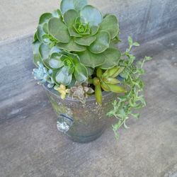 Beautiful Succulent 
