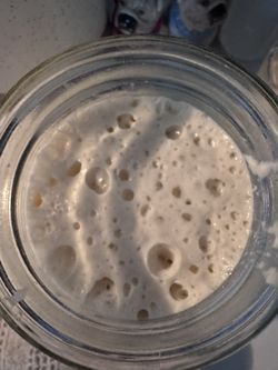 1000 Year Old Sourdough Starter Italy Origin