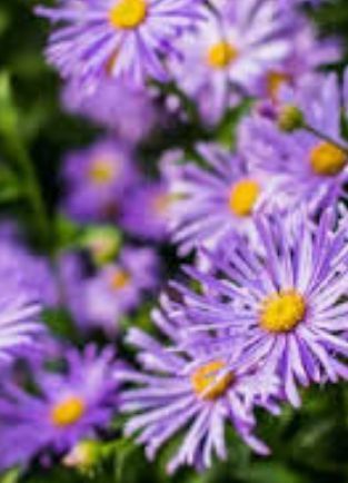 Aster Plants