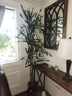 Plant