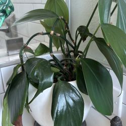 Dragon Tail Plant with White Ceramic Planter