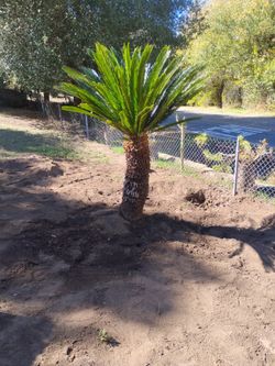 6 ft sega palm tree male