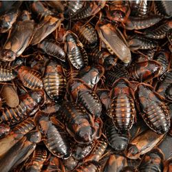 Dubia Roaches XL 20 FOR $15