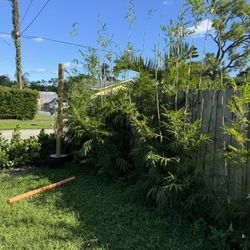 Bamboo Privacy 10-12