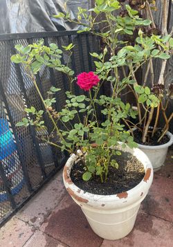 Masetas Con Plantas 