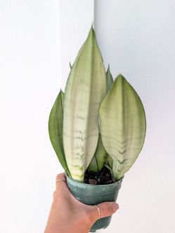 Sansevieria Moonshine Snake Plant 4" Pot - Indoor House Plants