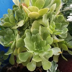 Big Aeonium Plants
