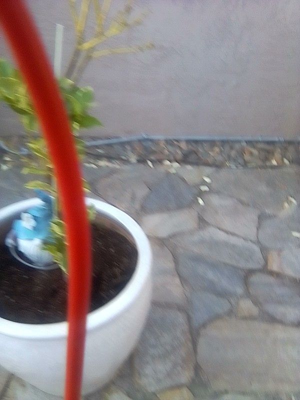 Pink Lemon Tree An Pot Blueberry Plant An Pot