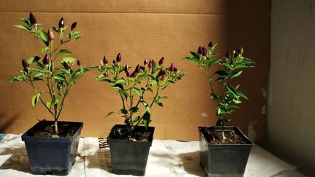 Bolivian Ornamental Purple Pepper