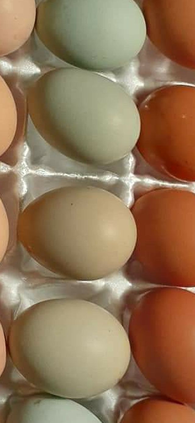 Eggs