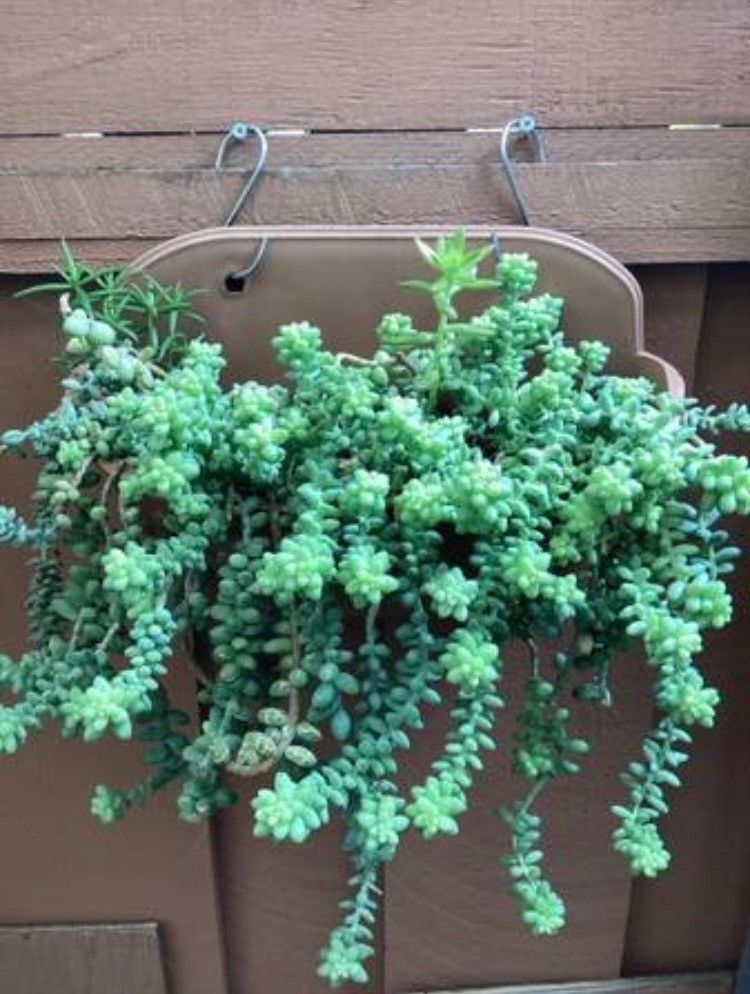 Sedum Donkeys Tail Plants