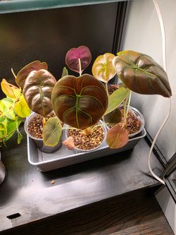 Alocasia "Red Secret" babies