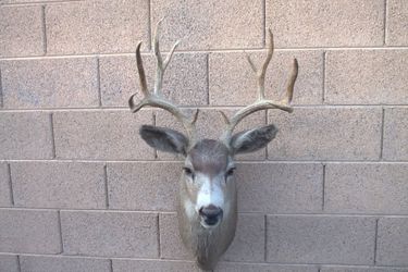 Mule deer buck taxidermy mount