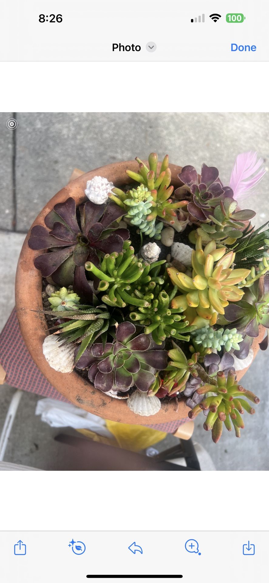 Nicely Arranged Succulent Arrangement