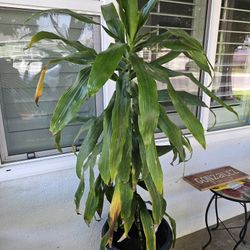 Dracaena Lisa 4ft Tall