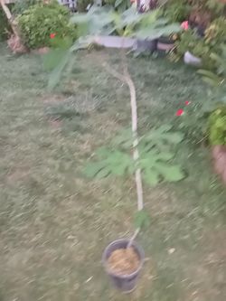 Arbol de higo