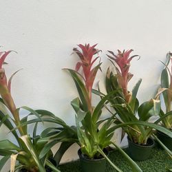 Large Bromiliad Plants X 5