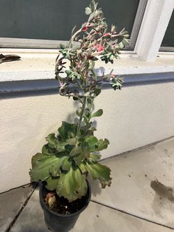 Kalanchoe succulent plant