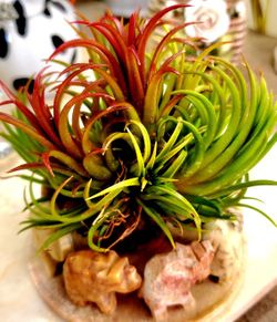 Tillandsia Air Plants -- Multiple Varieties Available 