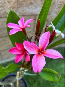 Beautiful Blooming Plumeria
