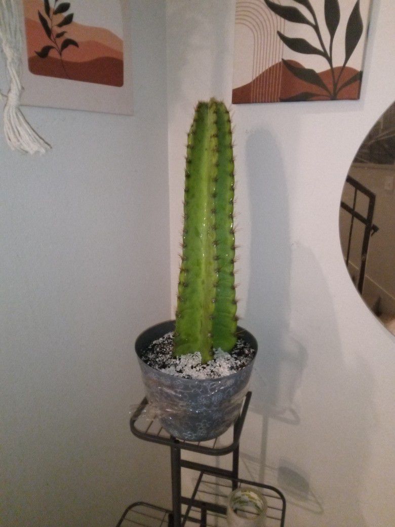 Real Cactus Planted In Cactus Soil