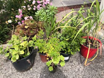 Potted plants for sale