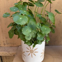 Pennywort plant with planter