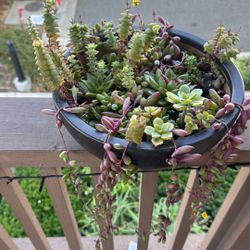 Succulent Ceramic Bowl, Hand Made 