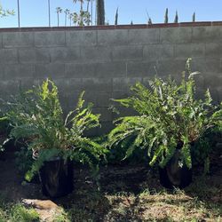 2 huge ferns /2 helechos  super grandes  15 galones