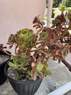 Large Succulent Pots