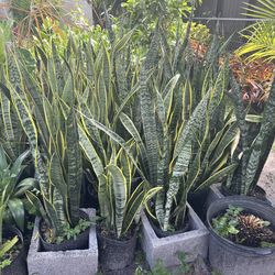 Snake plants in 3gls pot. SPECIAL PRICE 🤩