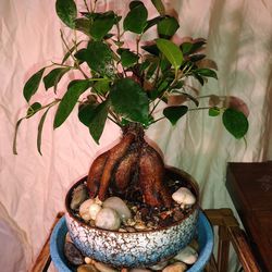 10" Ginseng Ficus Bonsai 