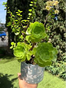 Peruvian green rose in a beautiful pot