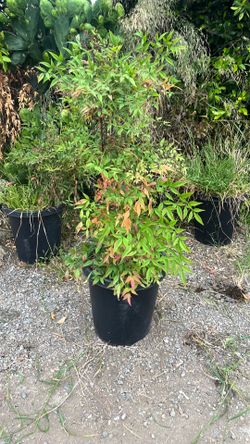 Heavenly bamboo