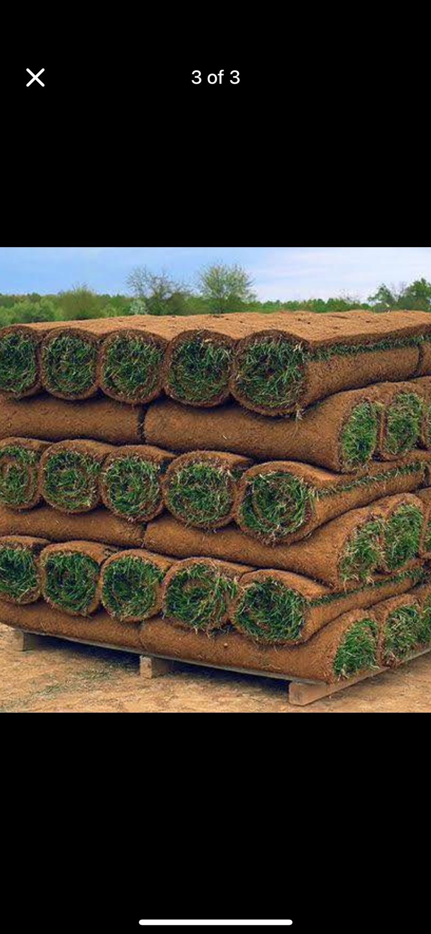 fresh sod cut every morning